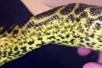 Son serpent lui gobe le doigt pour jouer
