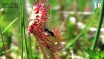 10 Plantas Carnívoras Que No Creerás Que Existen