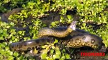 ANACONDAS GIGANTES REALES- Anacondas mas grandes del mundo – Animales salvajes