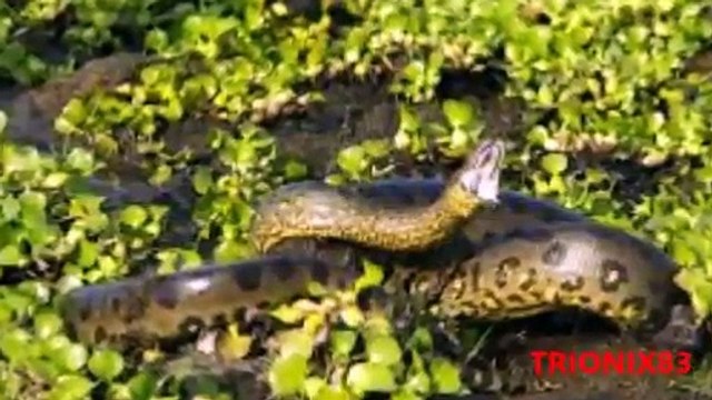 ANACONDAS GIGANTES REALES- Anacondas mas grandes del mundo – Animales salvajes