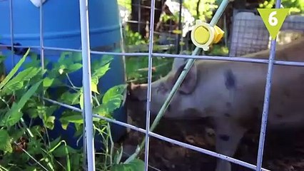 Animales que te salvan la vida y… ¡no lo sabes! (1)