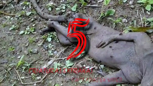 5 CRIATURAS EXTRAÑAS (CAPTADAS EN VIDEO) 5 strange creatures captured on video