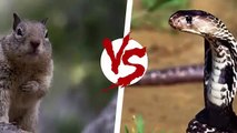 Animales salvajes - La batalla entre animales silvestres parte 2 - Leones, jaguares