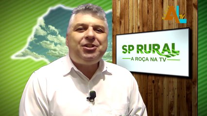 Notícia do milho - SP RURAL 11/07/2021