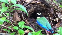 01.Bird's Egg Hatching and Feeding Babies (1) – Blue-Winged Pitta's Nest on Ground (Bird Watching Ep40)