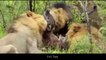 Amazing Predators Fight - Big Battle Animals , Jaguar vs Anaconda, Monkey Attacks Woman