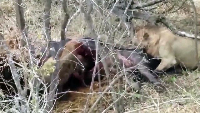 ANIMALES LEONES VS HIENAS A MUERTE ,LA GRAN PELEA,ANIMALES SALVAJES,DOCUMENTAL,BEST DOCUMENTARIES