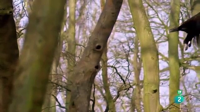 ANIMALES SALVAJES El rey del mar,El águila marina,Documental,,VIDEO,documentales,video,discovery