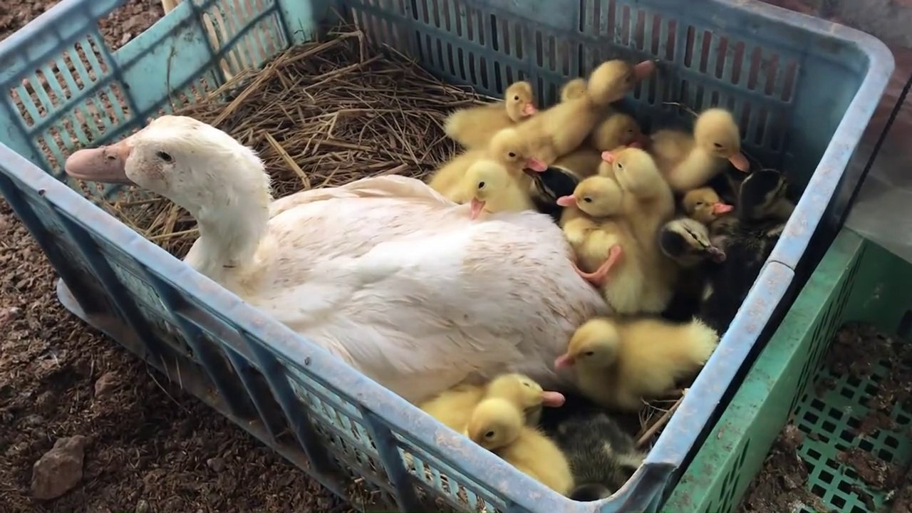 Amazing Pekin Duck Hatching - Baby Ducklings Hatched