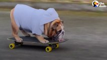 Bulldog Obsessed With His Skateboard Hates When His Parents Try To Take It Away From Him _ The Dodo # ANIMAL LOVERS