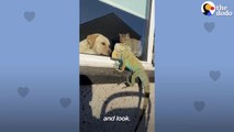 Iguana Climbs Dad and Gives Him Kisses _ The Dodo Soulmates # ANIMAL LOVERS