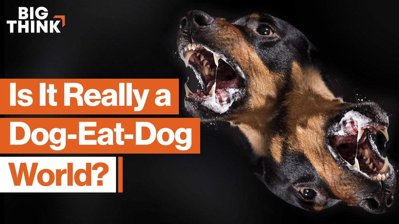 Why “survival of the fittest” is wrong