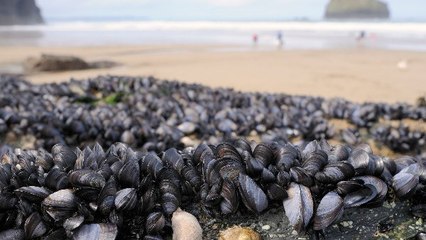 कनाडा-अमेरिका में विनाशकारी गर्मी से तबाही, 100 करोड़ से ज्यादा जीवों की गई जान