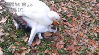 Cat Vs Duck  -  Cats And Ducks Playing Funny Videos