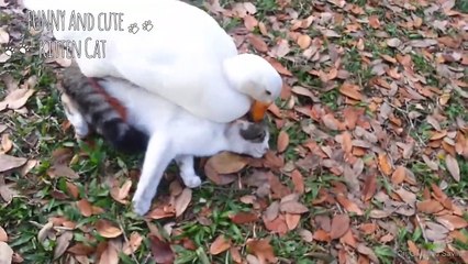 Cat Vs Duck  -  Cats And Ducks Playing Funny Videos