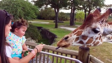 Funny Babies And Animals At The Zoo - Fun And Cute