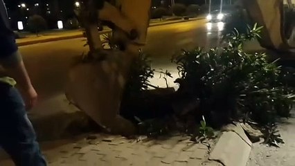 CHP'li belediye tramvay hattı için yüzlerce ağaç kesti