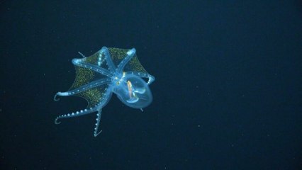 Okyanusta nadir rastlanan 'Cam Ahtapot' görüntülendi