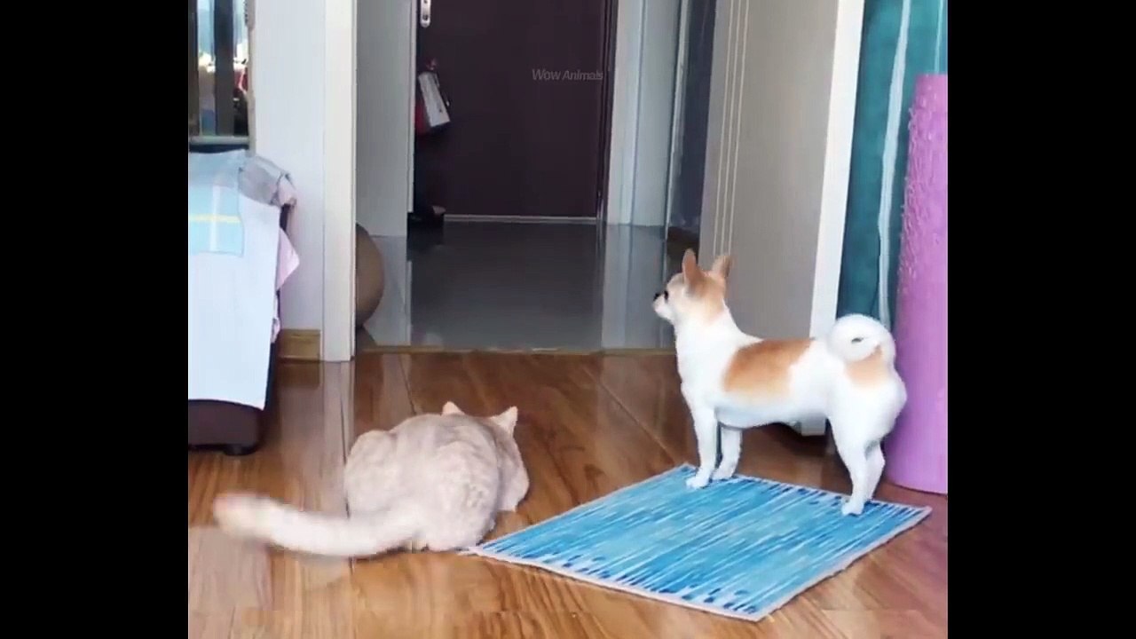 Try Not To Laugh Or Grin While Watching Funny Animals Compilation #17