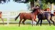 Cute And Funny Horse Videos Compilation Cute Moment Of The Horses   Cutest Horse #13