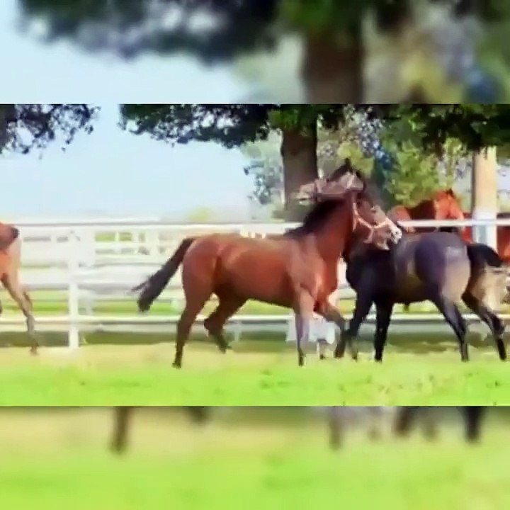 Cute And Funny Horse Videos Compilation Cute Moment Of The Horses   Cutest Horse #13