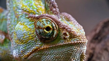 4K Videos _ Collection of World's nature  UltraHD (120 FPS)