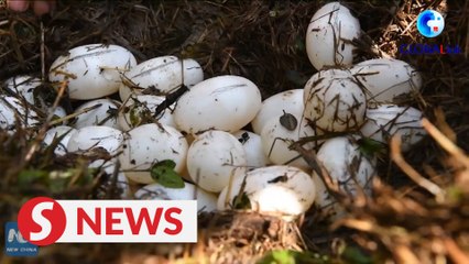 Chinese alligators greet breeding season at nature reserve