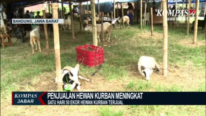 Pandemi Tak Menyurutkan Penjualan Hewan Kurban