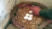 01.Our Queen hen has hatched eggs__ Mama hen hatching eggs Natural Hatch