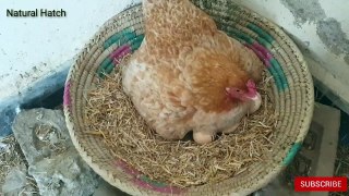 02.Aseel Chicks hatched by mama hen