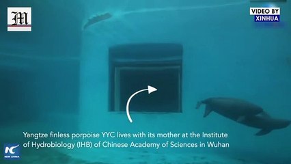 A glimpse at artificially-bred finless porpoises in Hubei, China