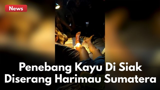 NGERII !! PENEBANG KAYU DI KABUPATEN SIAK RIAU DISERANG HARIMAU SUMATERA !!!