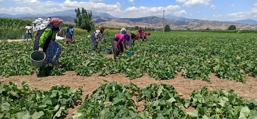 Güneydoğu'dan Ege'ye mevsimlik tarım işçileri ekmeğinin peşinde