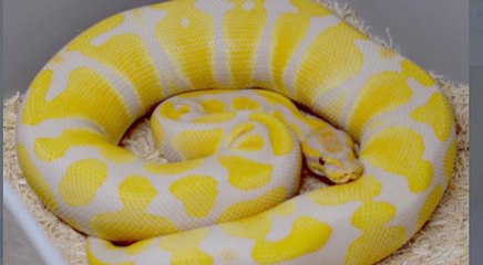 चिड़ियाघर से भागा 12 फुट लंबा अजगर, दो दिन बाद मिला शॉपिंग मॉल में, देखिए कैसे पकड़ा गया