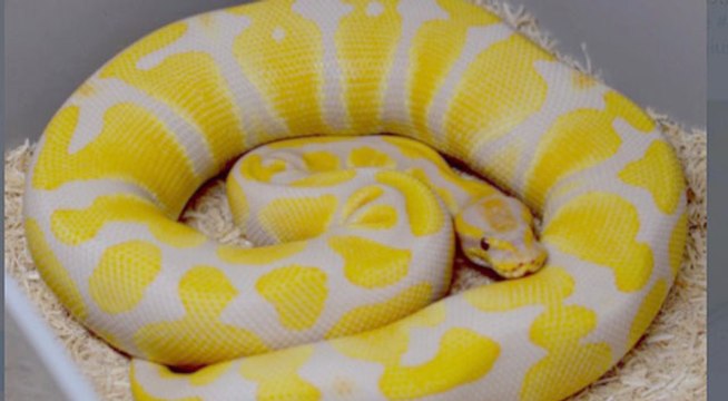 चिड़ियाघर से भागा 12 फुट लंबा अजगर, दो दिन बाद मिला शॉपिंग मॉल में, देखिए कैसे पकड़ा गया