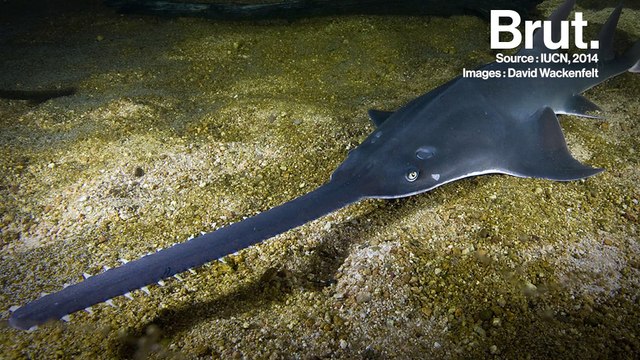 Le rostre des poissons-scies est aussi leur point faible