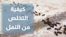 هكذا تتخلص من النمل بدون ارتكاب عملية قتل جماعي واستخدام الكيماويات