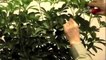 Prune This: How To Basics Of Pruning House Plants