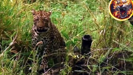Leopard is Monkey Hunters Chacma Baboon Hold Baby One Week After Failed To Save From Leopard