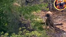 NÃO PROVOQUE GORILA! Gorila do rebanho salva a gazela de Grant do leopardo, hienas vs caça de chitas