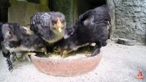 01.Sound and video of Backyard chicks. Little fluffy and cute chicks video for kids