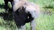 Mother Elephant Save Baby From Crocodile Lion Hunting Tiger Bear Buffalo Lion