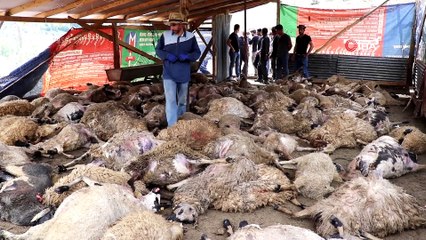 Ağıla giren kurtlar 103 koyunu telef etti, 43 koyunu yaraladı