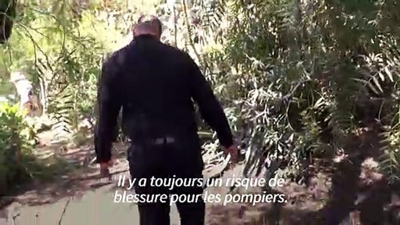 Californie: les chèvres, improbables alliées des pompiers