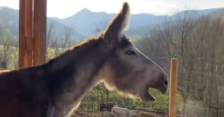 Cette vidéo émouvante montre le cri de soulagement d'un âne, attaché pendant 8 ans, qui retrouve la liberté