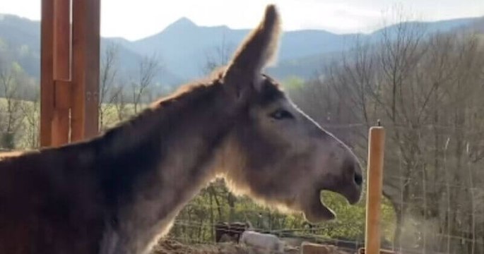 Cette vidéo émouvante montre le cri de soulagement d'un âne, attaché pendant 8 ans, qui retrouve la liberté