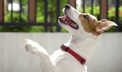 Dog Breeds That Have Gained Most in Popularity Since 1999