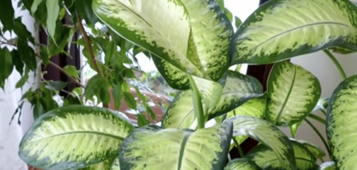 Indoor Plants That Need Little Light to Brighten Your Living Space