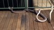 Darwin Carpet Pythons on the Balcony