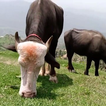 Water Buffaloes GRAZING in Meadows